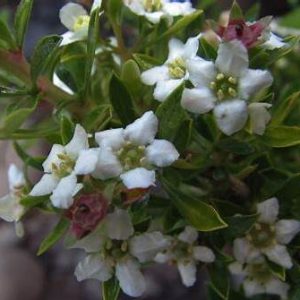 Zábluda (Escallonia virgata)