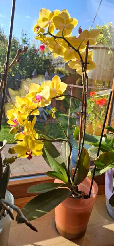 Rostlina: Orchidej
Kde pěstuji: Kvetinač
Jak hnojím: Hnojník