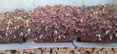 Rostlina: Šťavel - Oxalis triangularis
Kde pěstuji: Truhlík
Jak hnojím: Hnojník
