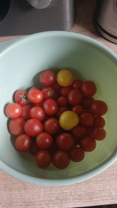 Rostlina: Cherry rajčátka
Odrůda: Mix
Kde pěstuji: Venku, foliovník
Jak hnojím: Semínka z Hnojík.CZ 
Dvakrát pohnoje