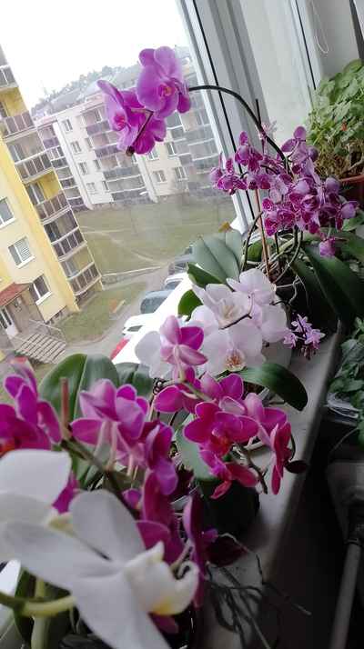 orchidej