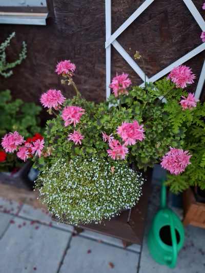 Pelargonie