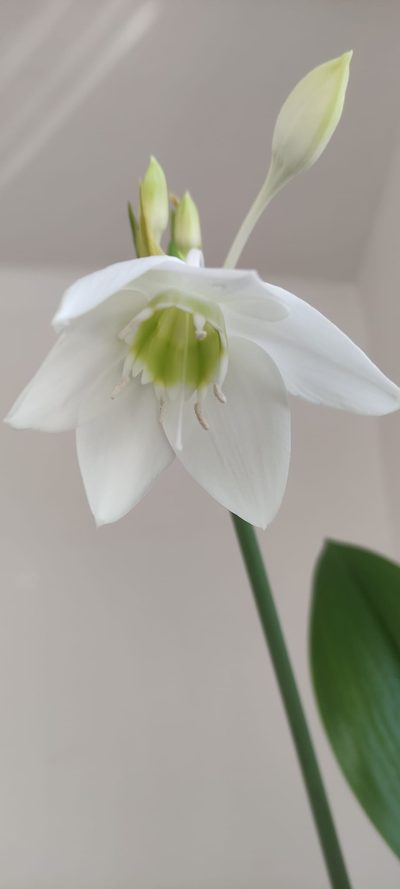 Narcisy