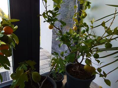 Citrusy