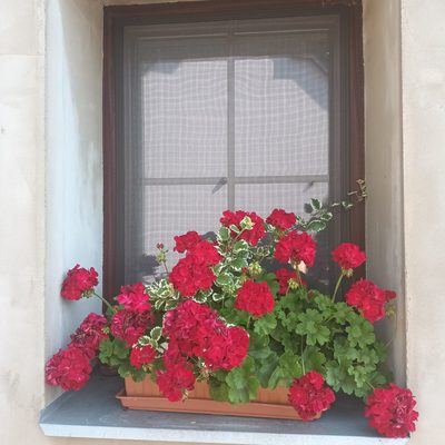 Muškáty