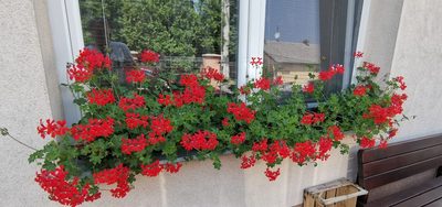Pelargonie