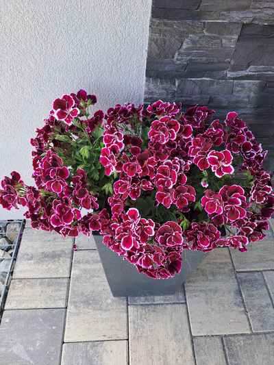 Pelargonie