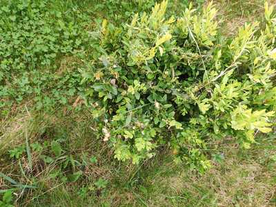 buxus