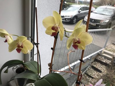 orchidej