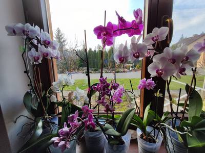 orchidej