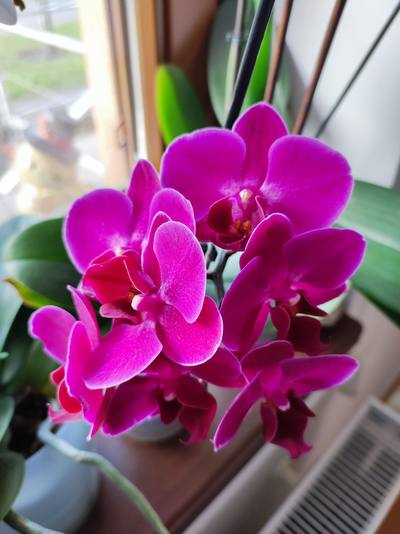 orchidej