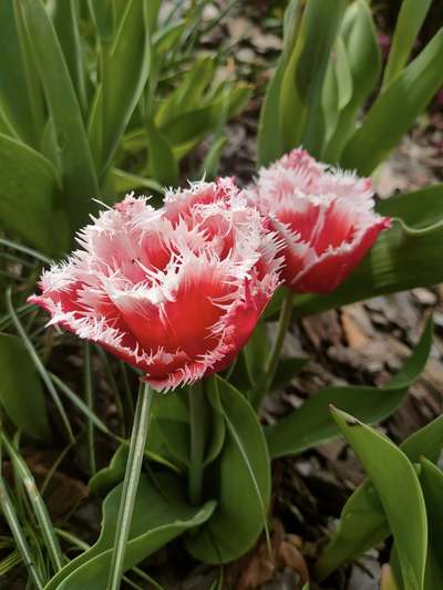 Tulipány