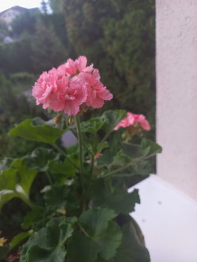 Pelargonie