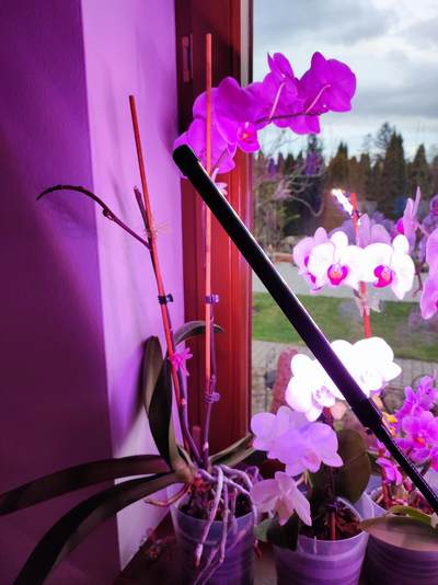 orchidej