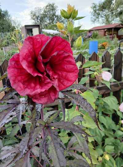 hibiscus