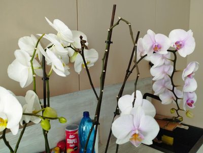 orchidej