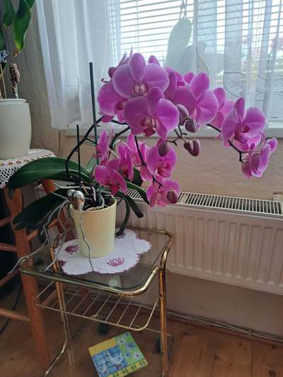 orchidej