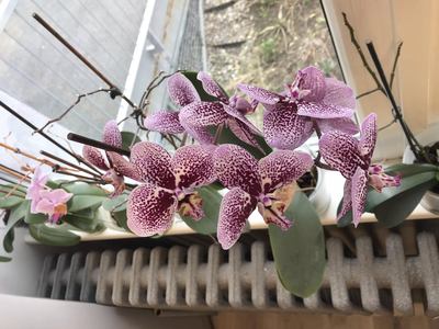 orchidej