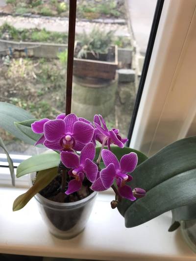 orchidej