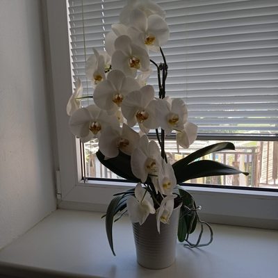 orchidej