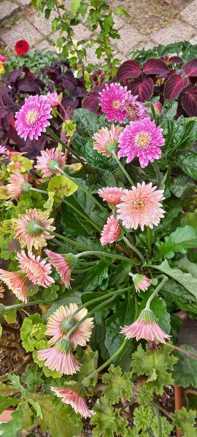 Gerbera