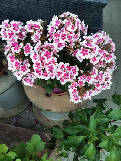 Pelargonie