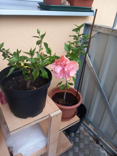 hibiscus