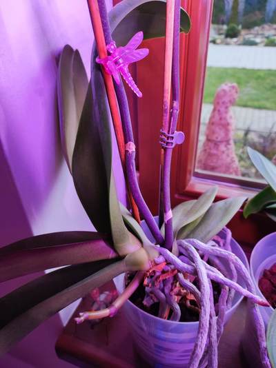 orchidej