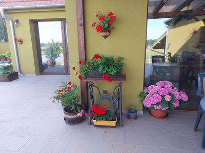 Muškáty