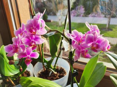 orchidej