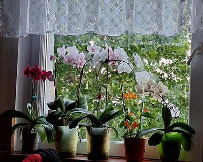orchidej