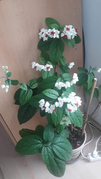 Hoya