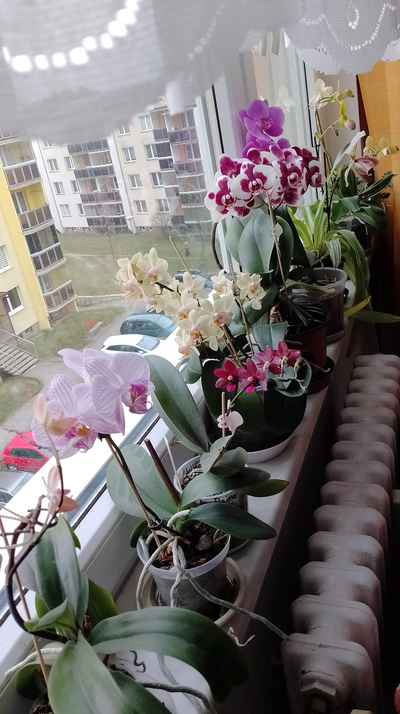orchidej
