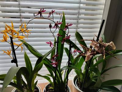 orchidej