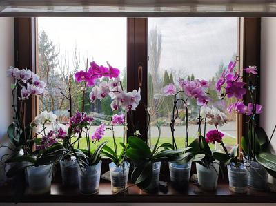 orchidej