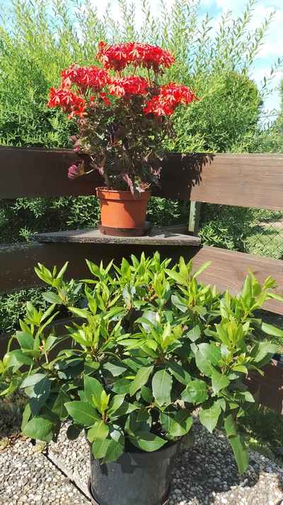 Kalanchoe