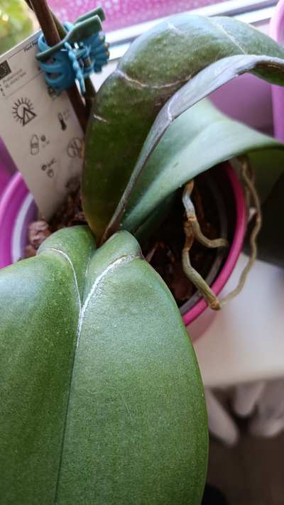 orchidej