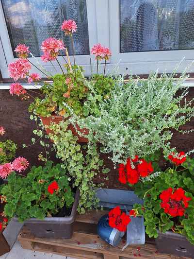 Pelargonie
