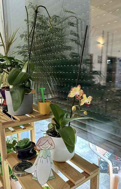 orchidej