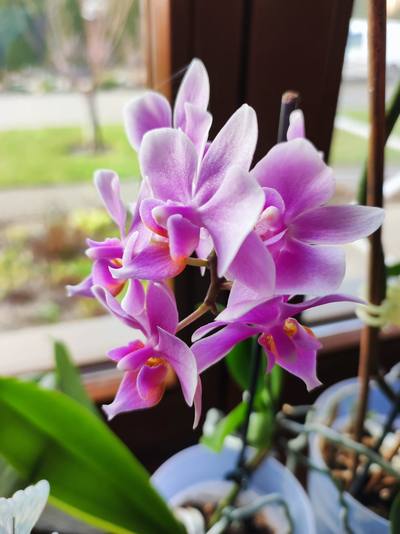 orchidej