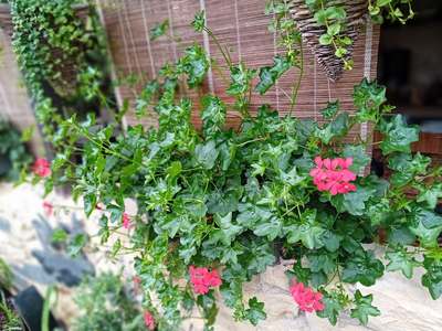 Pelargonie