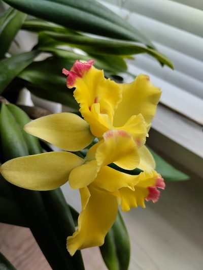 orchidej