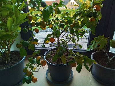 mandarinka