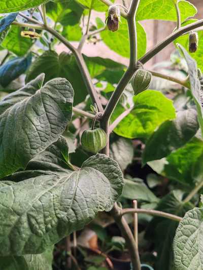 Physalis