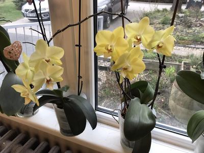 orchidej