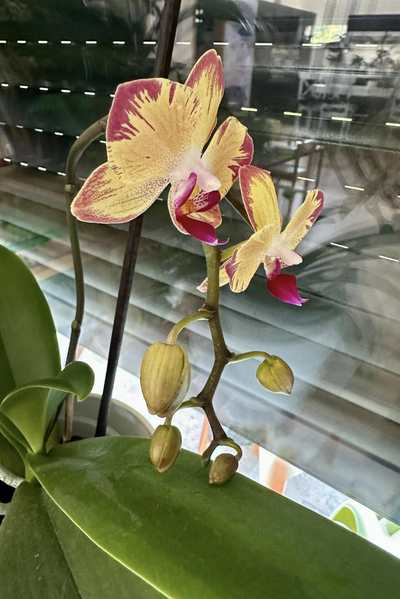 orchidej