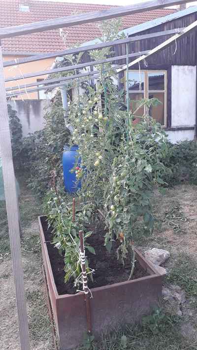 Rajčata