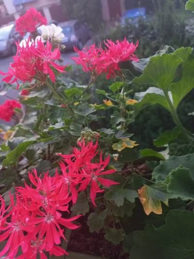 Pelargonie