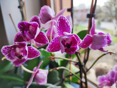 orchidej