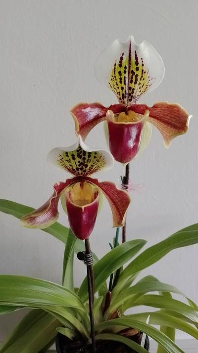 orchidej